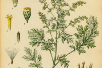 Artemisia and Its Place in Witchcraft