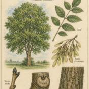Ash Tree and Its Place in Witchcraft