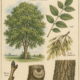 Ash Tree and Its Place in Witchcraft