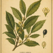 Bay Leaf: A Sacred Herb in Paganism and Witchcraft