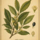 Bay Leaf plantBay Leaf: A Sacred Herb in Paganism and WitchcraftBay Leaf plant