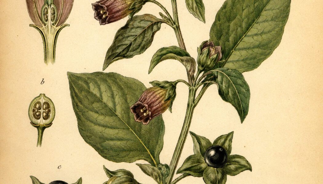Belladonna: The Mysterious Plant of Paganism and Witchcraft