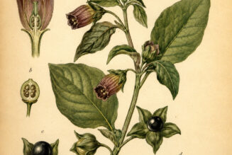 Belladonna: The Mysterious Plant of Paganism and Witchcraft