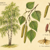 Birch and Its Place in Witchcraft