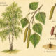 Birch and Its Place in Witchcraft