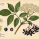 Black Elder and Its Place in Witchcraft