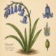 Bluebell and Its Place in Witchcraft