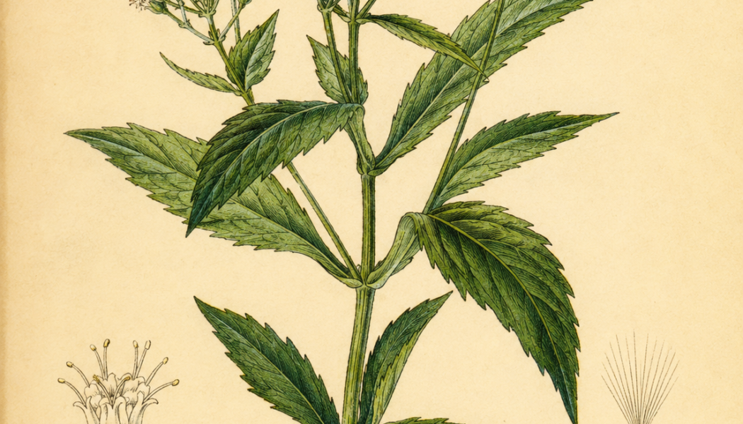 Boneset and Its Place in Witchcraft