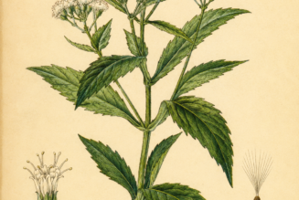 Boneset and Its Place in Witchcraft