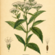 Boneset and Its Place in Witchcraft