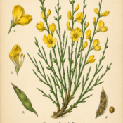 Broom (Scotch Broom) and Its Place in Witchcraft
