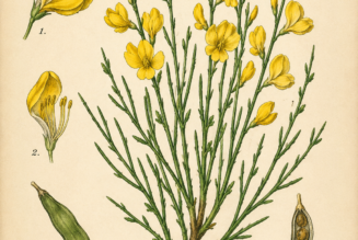 Broom (Scotch Broom) and Its Place in Witchcraft