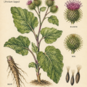 Burdock and Its Place in Witchcraft