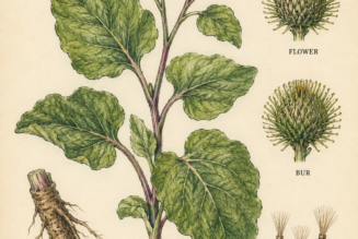Burdock and Its Place in Witchcraft