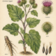 Burdock and Its Place in Witchcraft