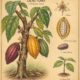 Cacao and Its Place in Witchcraft