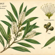 Cajeput and Its Place in Witchcraft