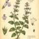 Calamint and Its Place in Witchcraft