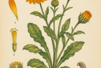 Calendula and Its Place in Witchcraft