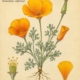 California Poppy and Its Place in Witchcraft
