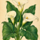 Calla Lily and Its Place in Witchcraft