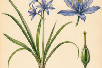 Camas and Its Place in Witchcraft