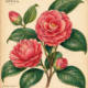 Camellia and Its Place in Witchcraft