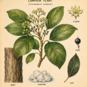 Camphor and Its Place in Witchcraft