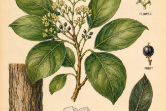Camphor and Its Place in Witchcraft