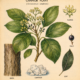Camphor and Its Place in Witchcraft