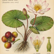 Camu Camu and Its Place in Witchcraft