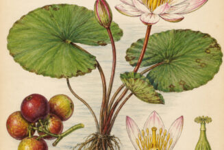 Camu Camu and Its Place in Witchcraft