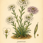 Candytuft and Its Place in Witchcraft