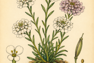Candytuft and Its Place in Witchcraft