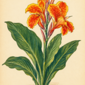 Canna Lily and Its Place in Witchcraft