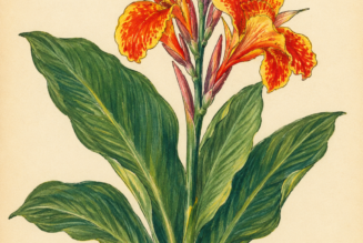 Canna Lily and Its Place in Witchcraft