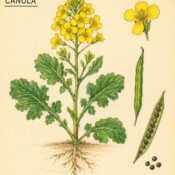 Canola and Its Place in Witchcraft