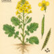 Canola and Its Place in Witchcraft