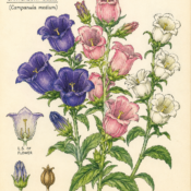 Canterbury Bells and Its Place in Witchcraft