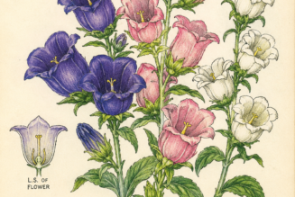 Canterbury Bells and Its Place in Witchcraft