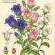 Canterbury Bells and Its Place in Witchcraft