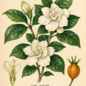 Cape Jasmine and Its Place in Witchcraft