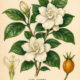 Cape Jasmine and Its Place in Witchcraft