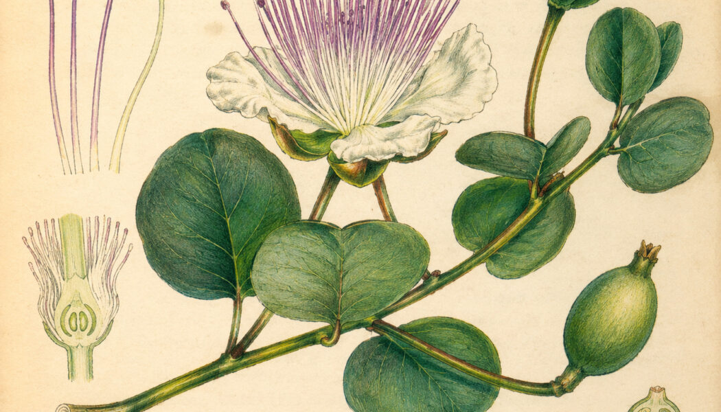 Caper and Its Place in Witchcraft