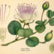 Caper and Its Place in Witchcraft
