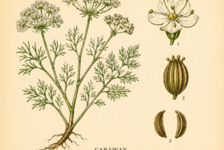 Caraway and Its Place in Witchcraft