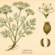 Caraway and Its Place in Witchcraft