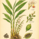 Cardamom and Its Place in Witchcraft