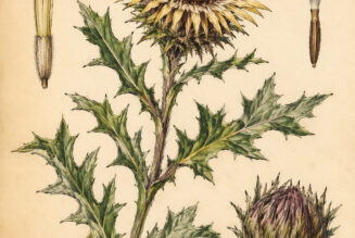 Carline Thistle: A Protective Plant in Paganism and Witchcraft