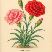 Carnation and Its Place in Witchcraft